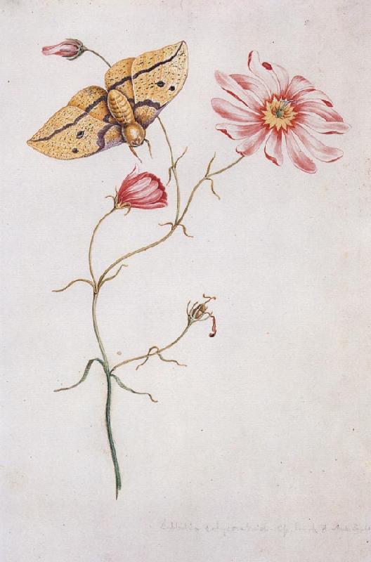 Willam Bartram Savannah Pink or Sabatia Imperial Moth oil painting picture